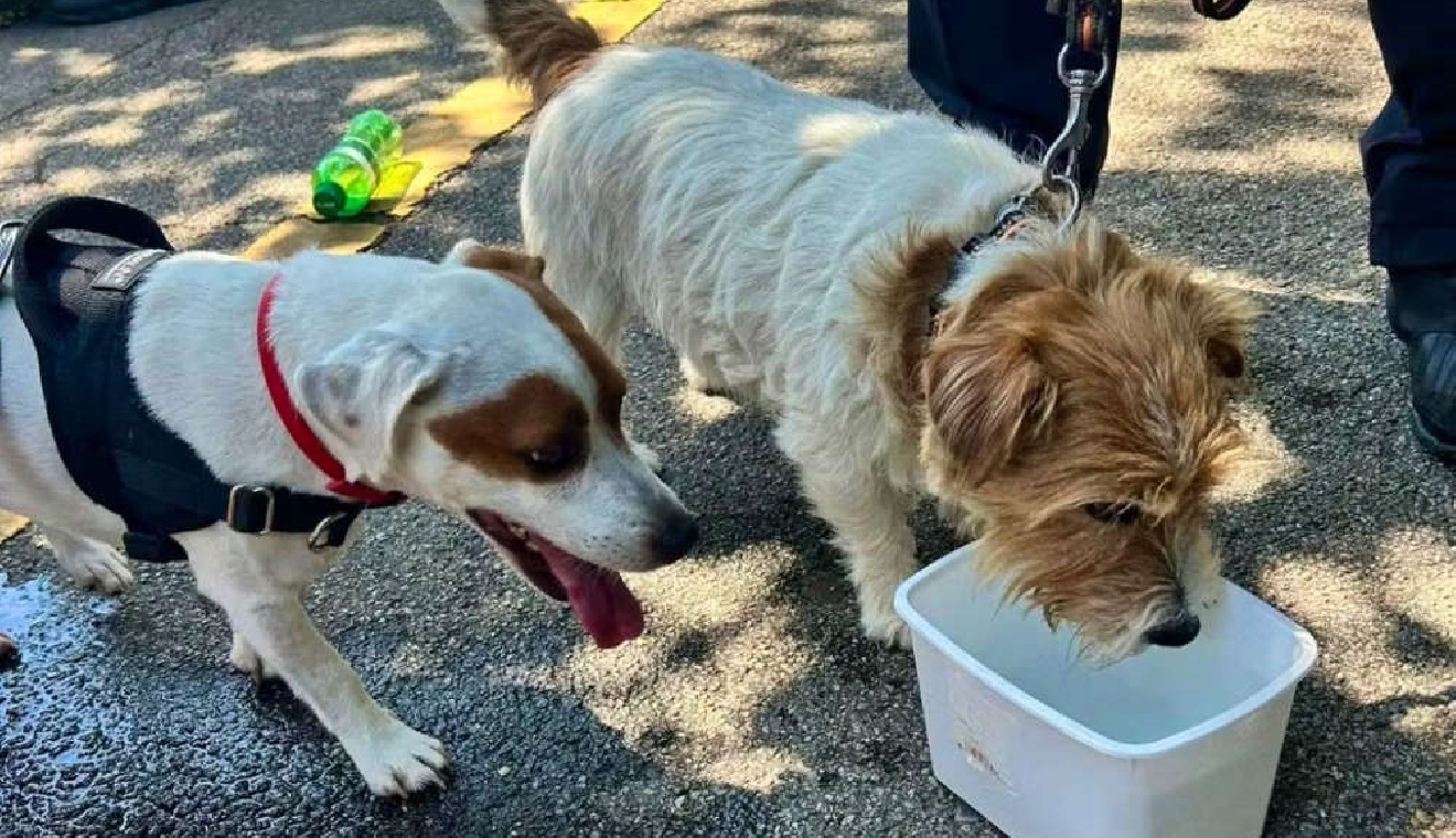Police rescue two sweltering dogs WRS