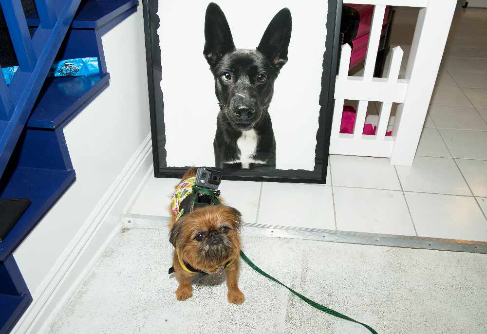 A new 'Cribs' style show will be filmed by dogs C103