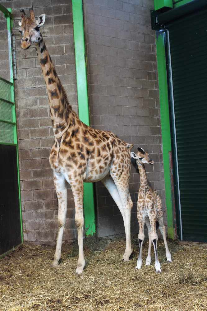 Belfast Zoo baby giraffe calf 'Ballyclare' U105