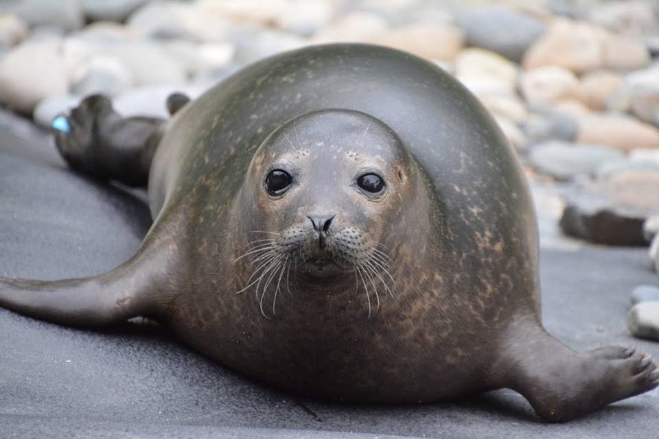 Seal washed up on East Cork beach was not shot Cork's 96FM