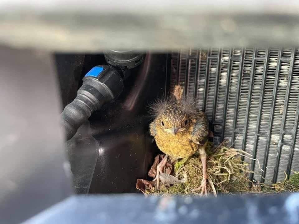 Family left stranded when robins built nest in their car LMFM