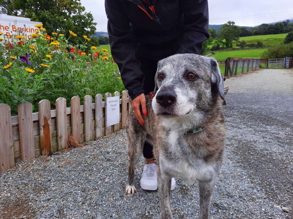 Dublin Dog Abandoned With Note Tied To His Lead Dublin's FM104