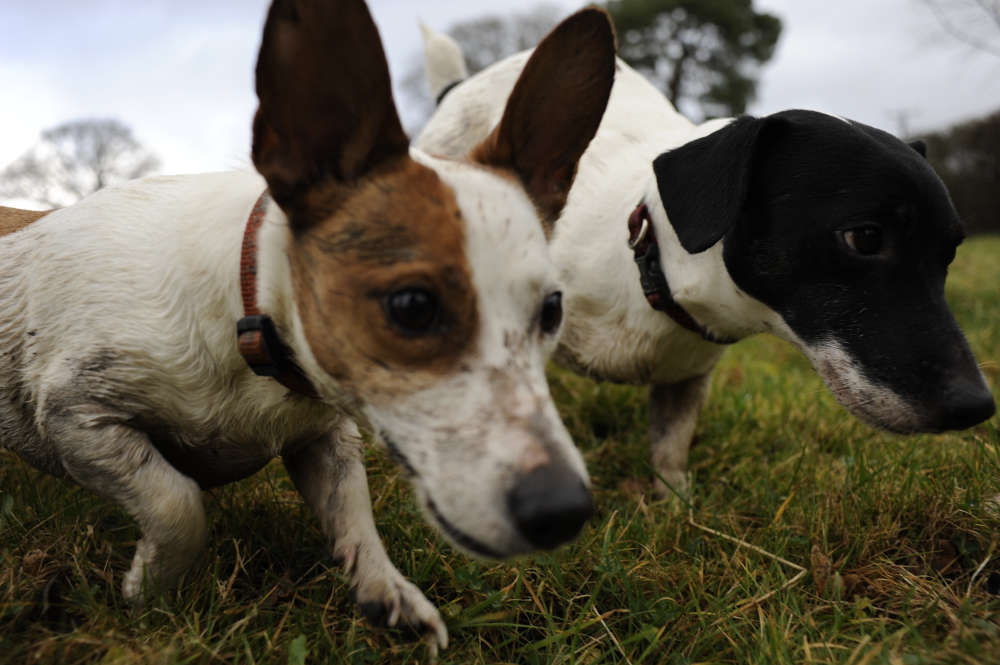Ricky Gervais joins campaign to save retired Garda's dog after biting