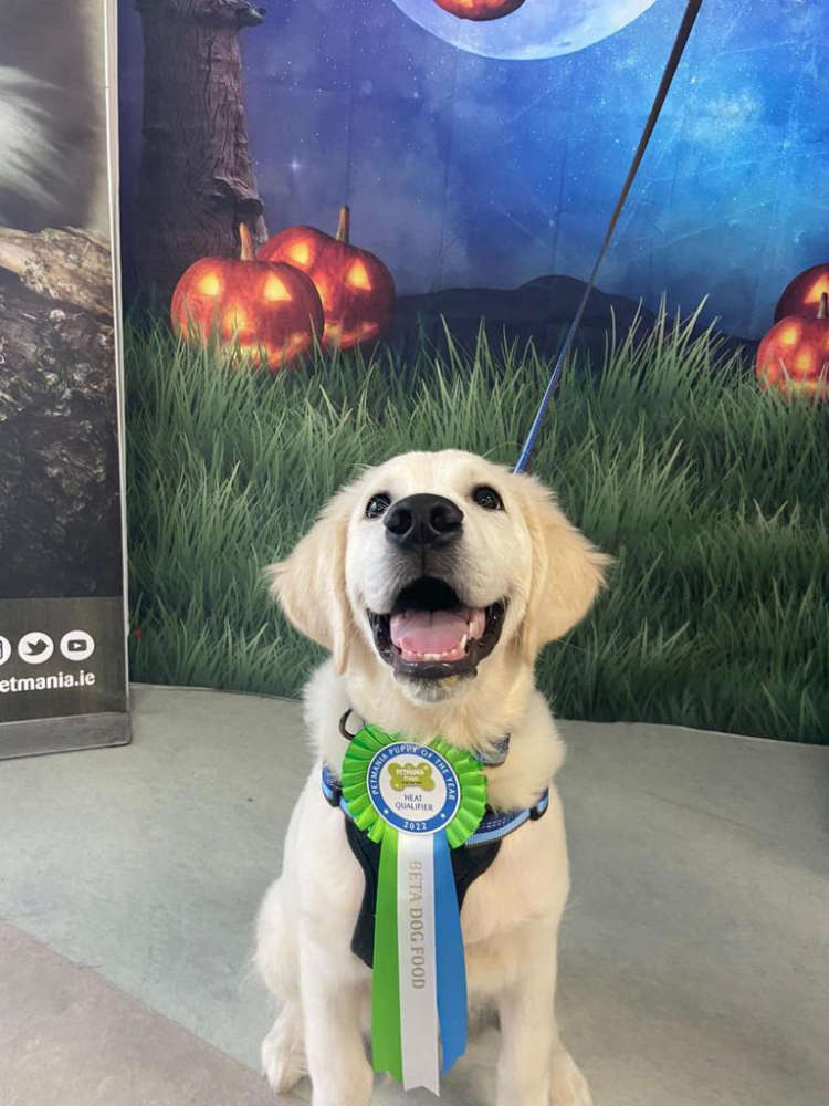 The search is on to find Ireland's 'Puppy of the Year' LMFM