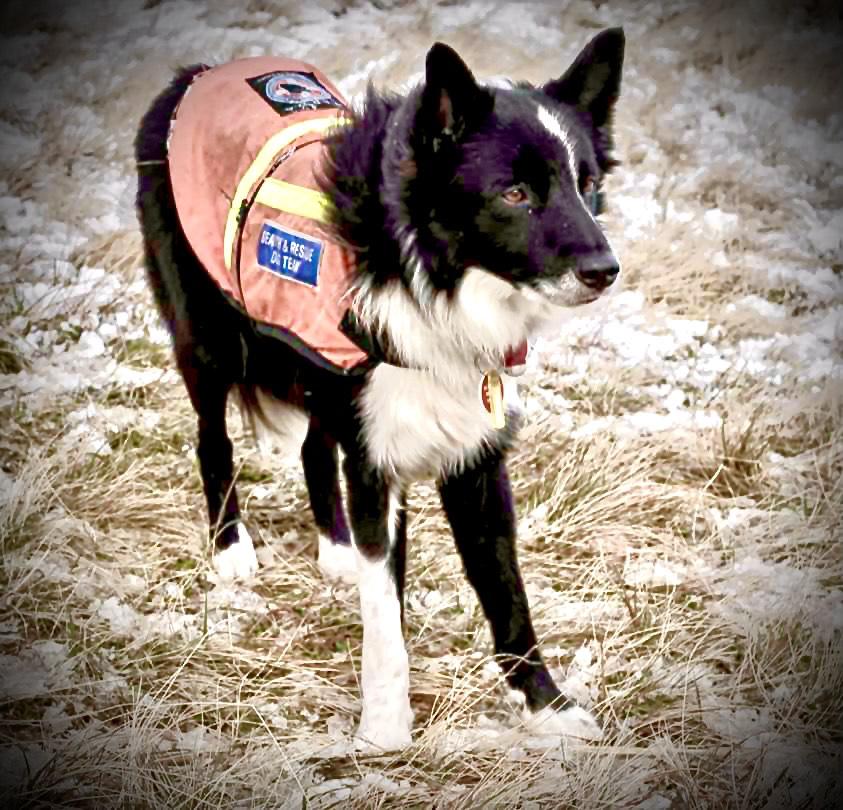 The mountain rescue dogs involved in some dramatic rescues Quest