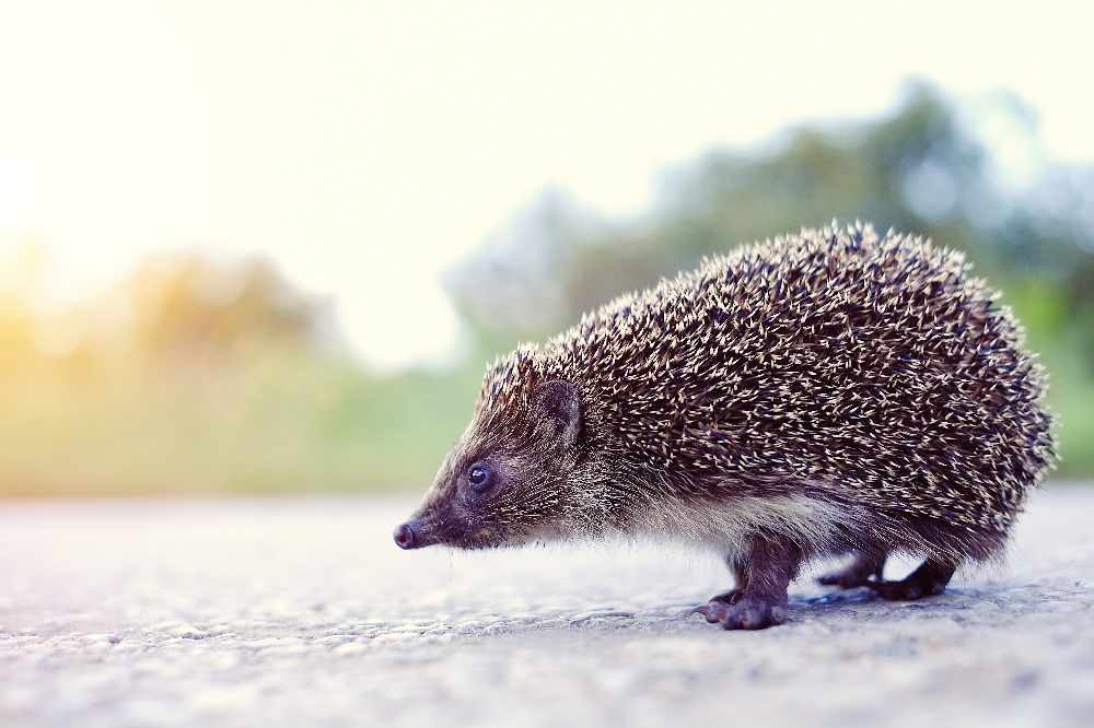 Hedgehogs on roads new review assesses problems and solutions Beacon