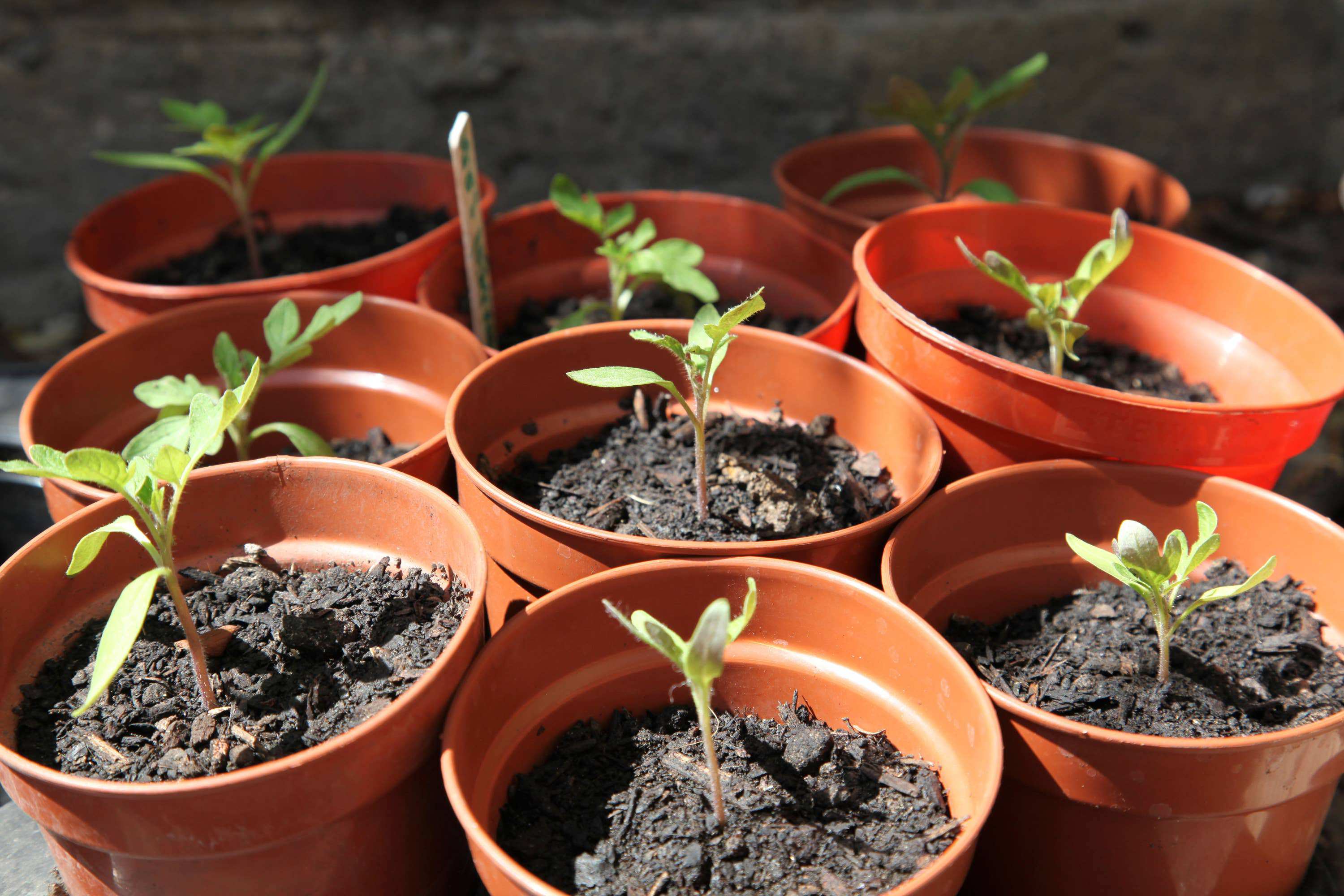 When Is It Safe To Plant Tender Veg Outdoors? Sussex Living