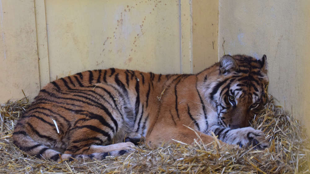 New Arrivals At Wildheart Animal Sanctuary As Rescued Tigers Prepare To
