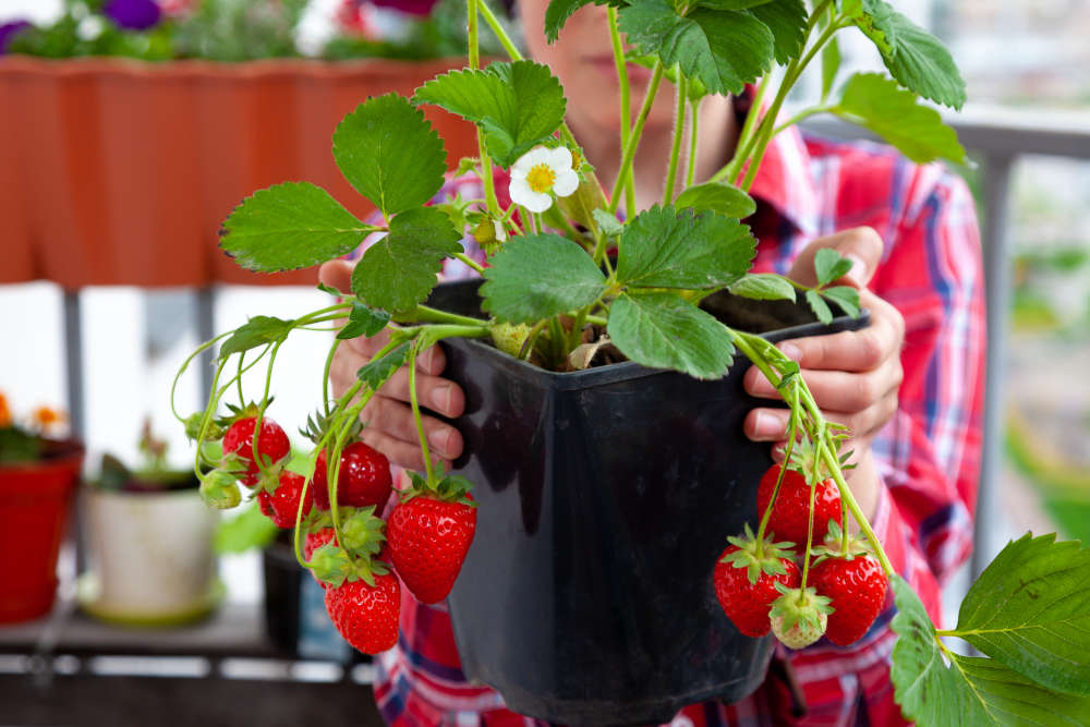 Grow Your Own Strawberries Beacon Magzine