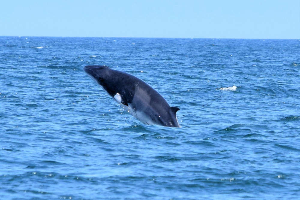 Rare Minke Whale 'Breach Treat' For Scarborough Boat Trippers Today This is the Coast