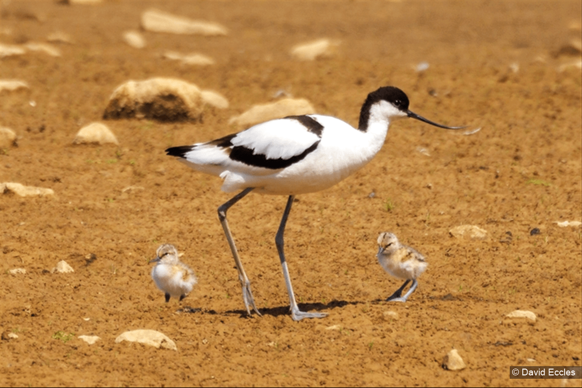 Avocet Chicks for Filey Dams Nature Reserve This is the Coast