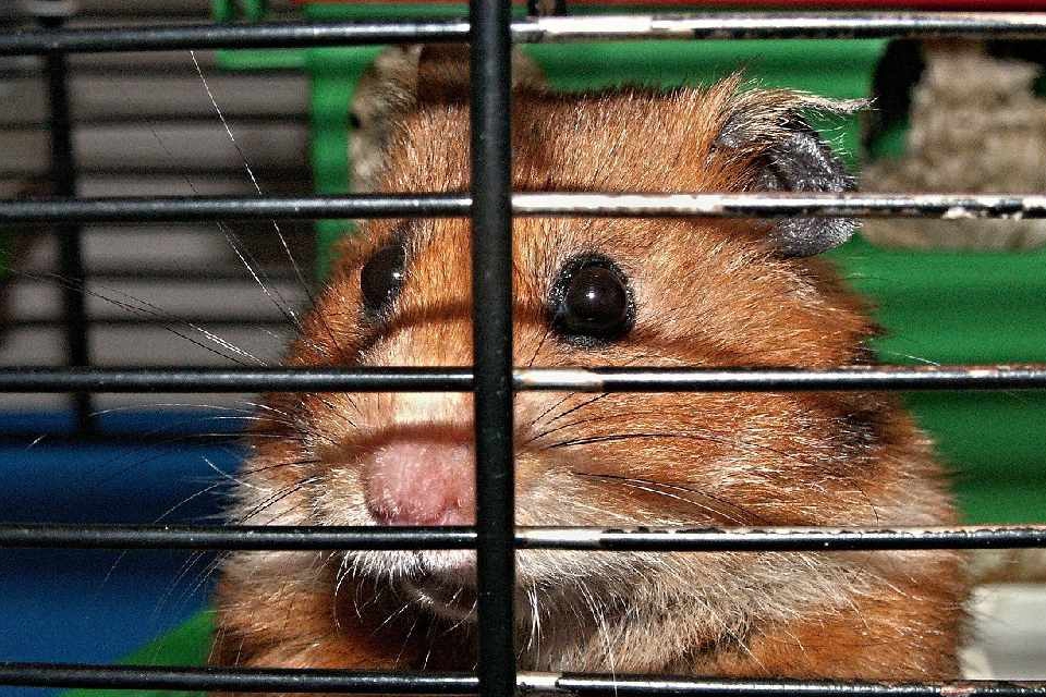Fire crews rescue hamster from Aylesbury blaze Bucks Radio