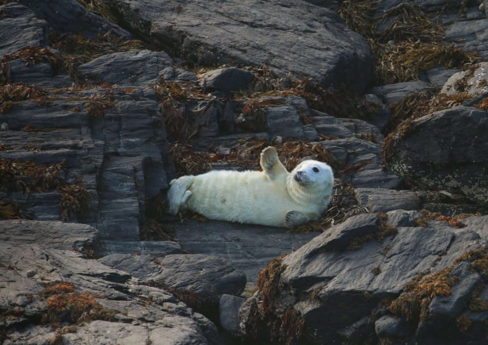 What to do if you see a baby seal on a beach 3FM Isle of Man