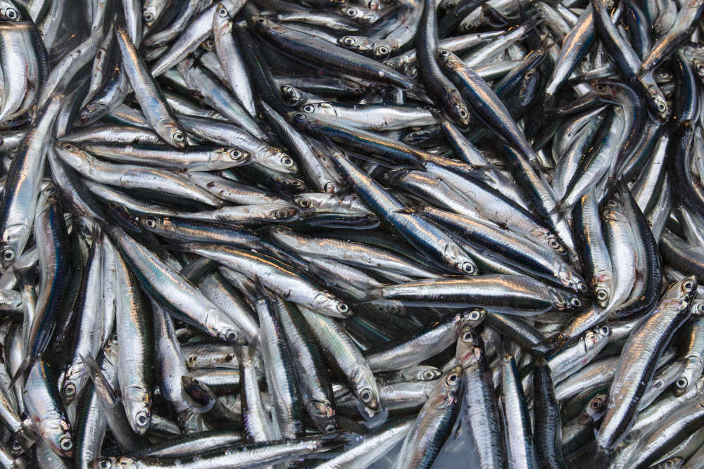 Manx herring quota called a ‘onceinageneration opportunity’ 3FM