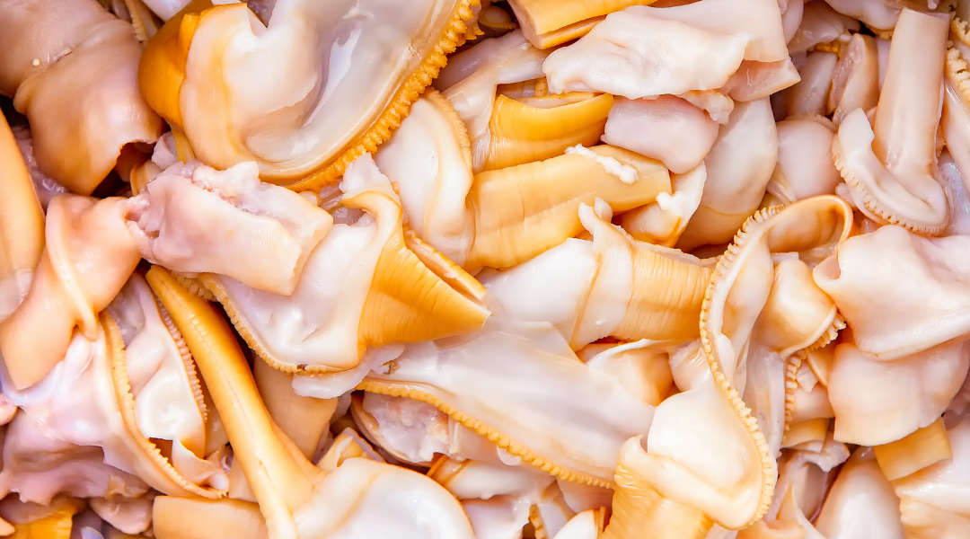 More Clam Digging Coming Go Grays Harbor