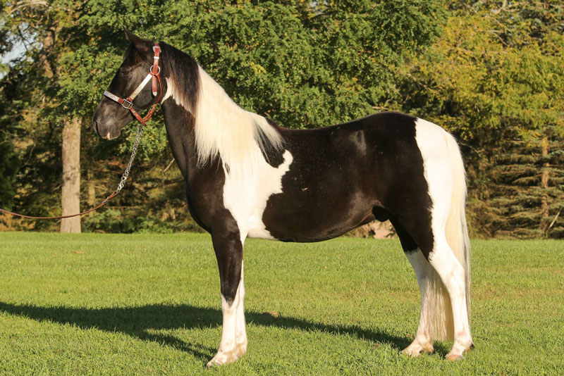 Horse Sales Miracle Mountain Ranch Christian Summer Camp in PA