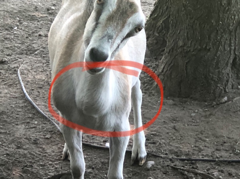 Goat with large neck tumour MMSFORUM MMS Forum Jim Humble Master