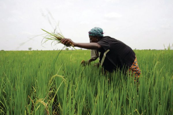 How To Start A Rice Farming Business In Nigeria MMS PLUS NG
