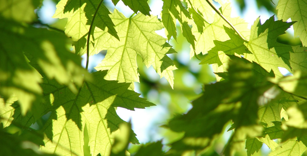 How To Keep Trees Healthy Tips for Using Tree Fertilizer