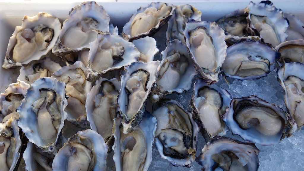 Namibia Oysters take the fight right up to the Sydney Rocks the M