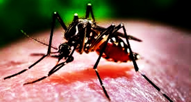 dengue