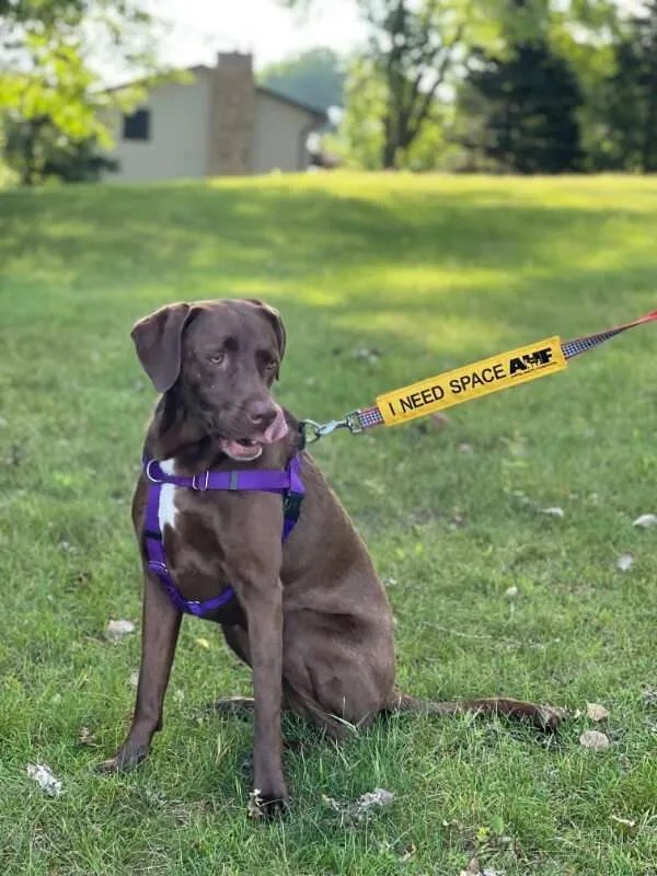 Yellow Ribbon Dog Minnesota Animal Health Foundation