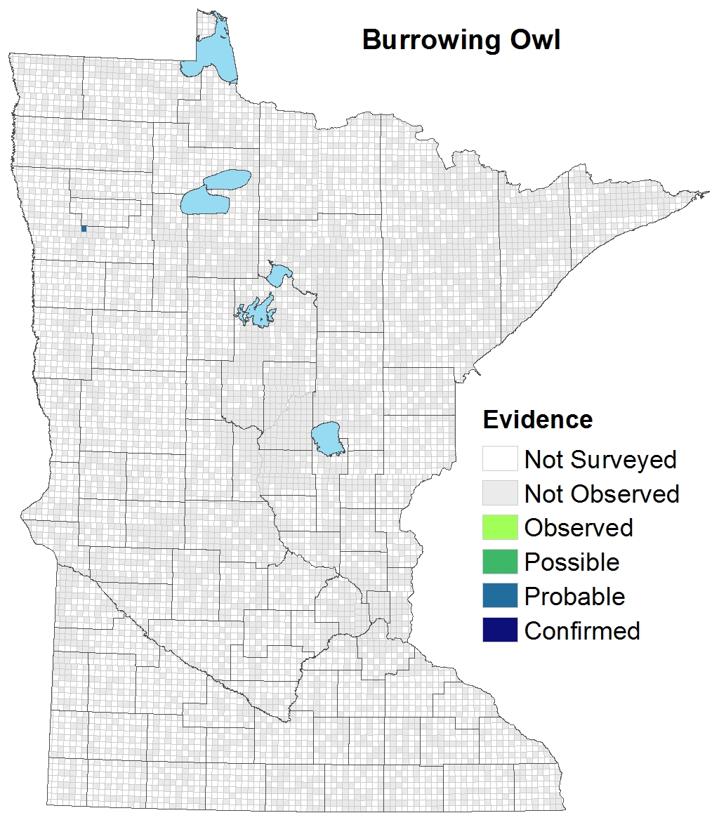 Burrowing Owl Minnesota Breeding Bird Atlas