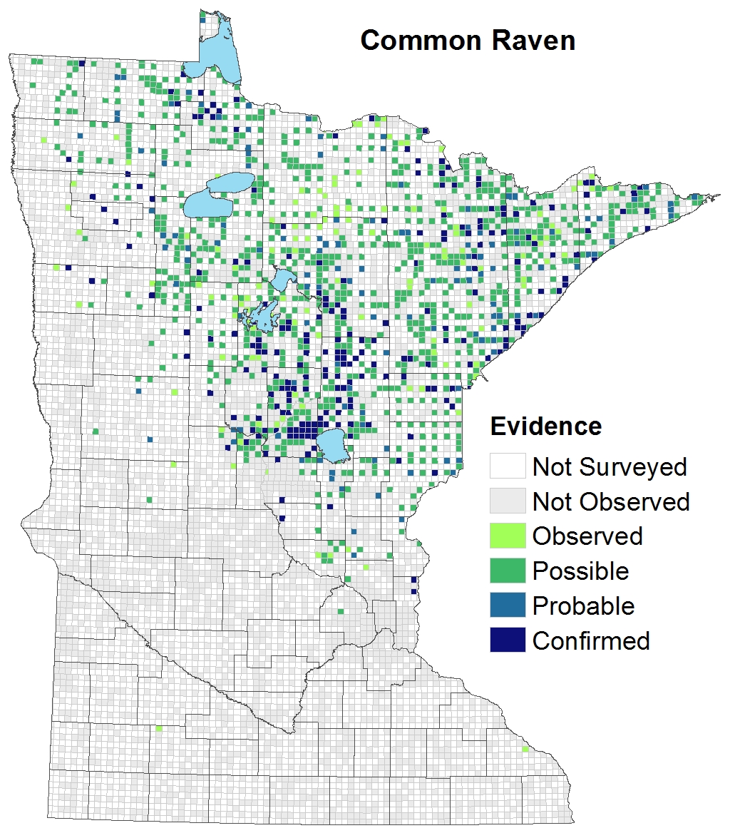 Common Raven Minnesota Breeding Bird Atlas