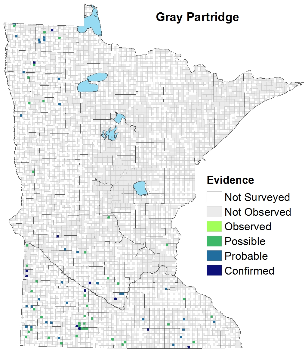 Gray Partridge Minnesota Breeding Bird Atlas