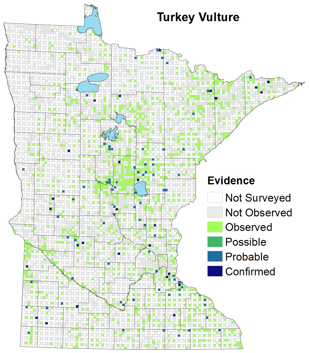 Turkey Vulture Minnesota Breeding Bird Atlas
