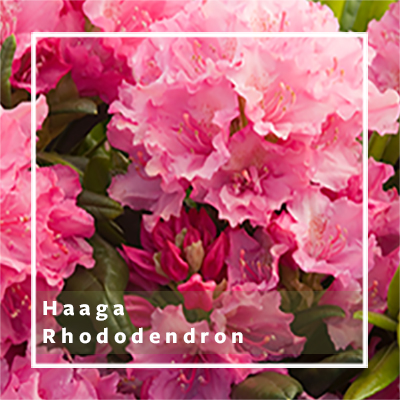 Flowering shrubs for shade zone 6. Dwarf Shrubs For Small Spaces