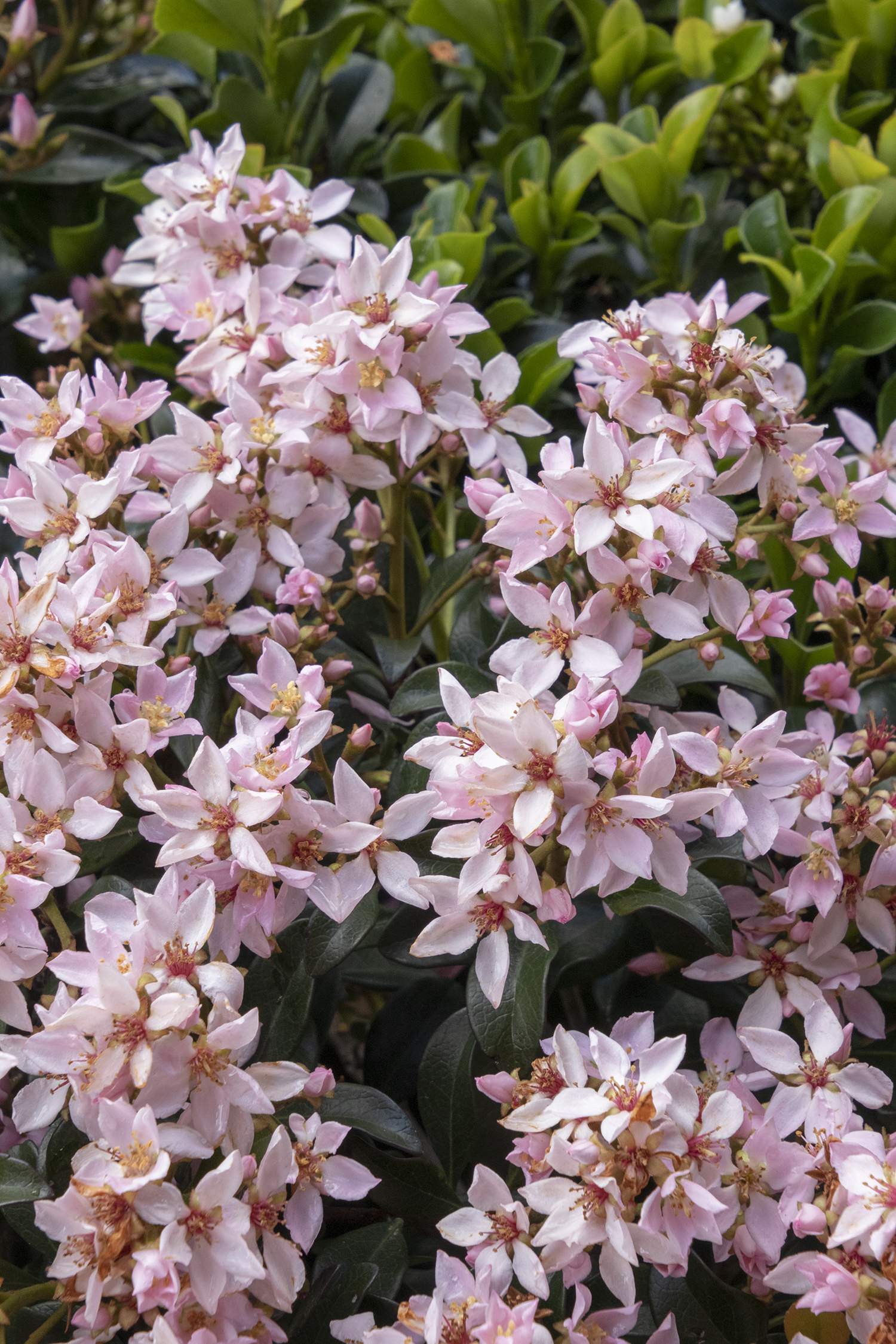 Ballerina Indian Hawthorn Monrovia Ballerina Indian Hawthorn