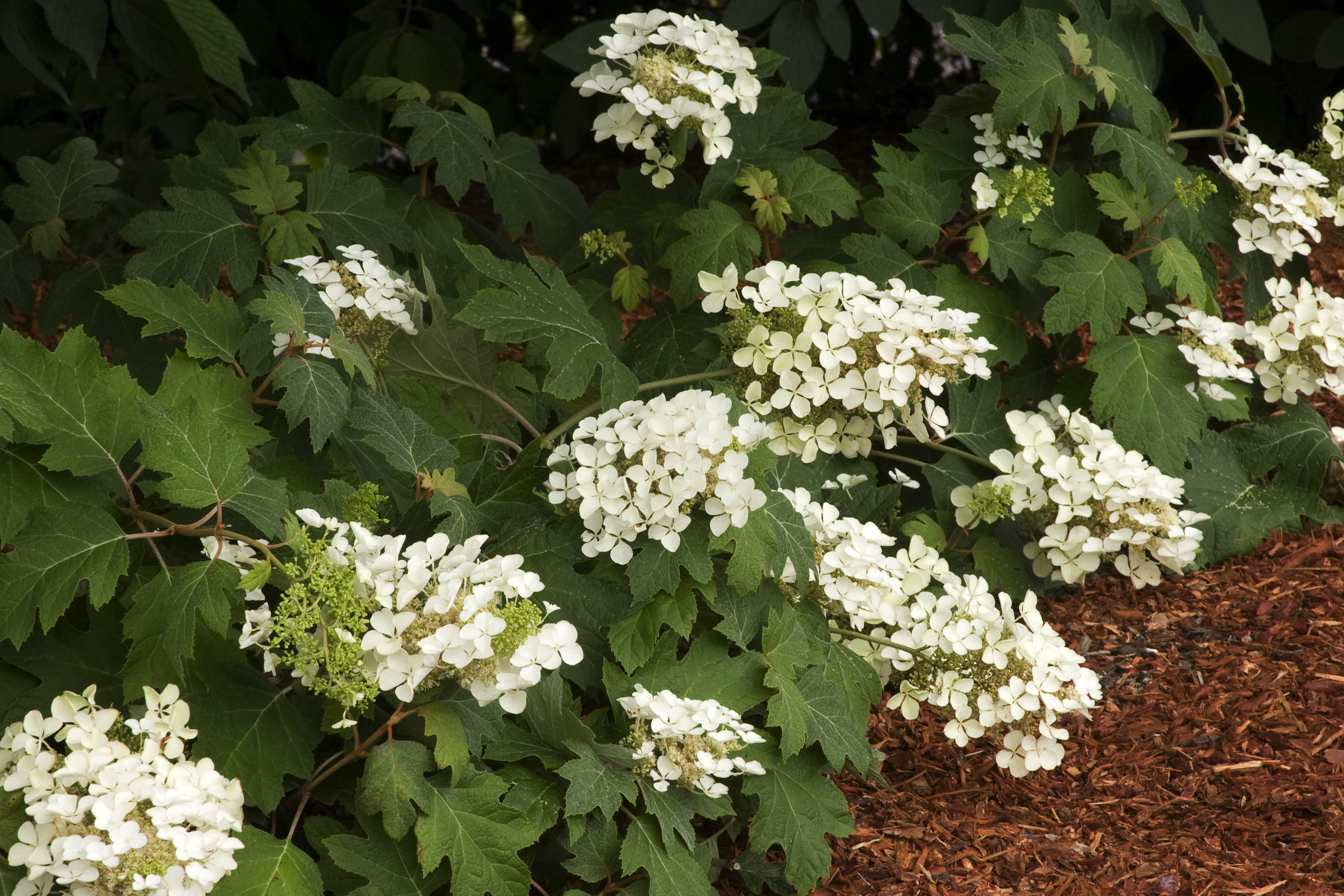 Pee Wee Oak Leaf Hydrangea Monrovia Pee Wee Oak Leaf Hydrangea