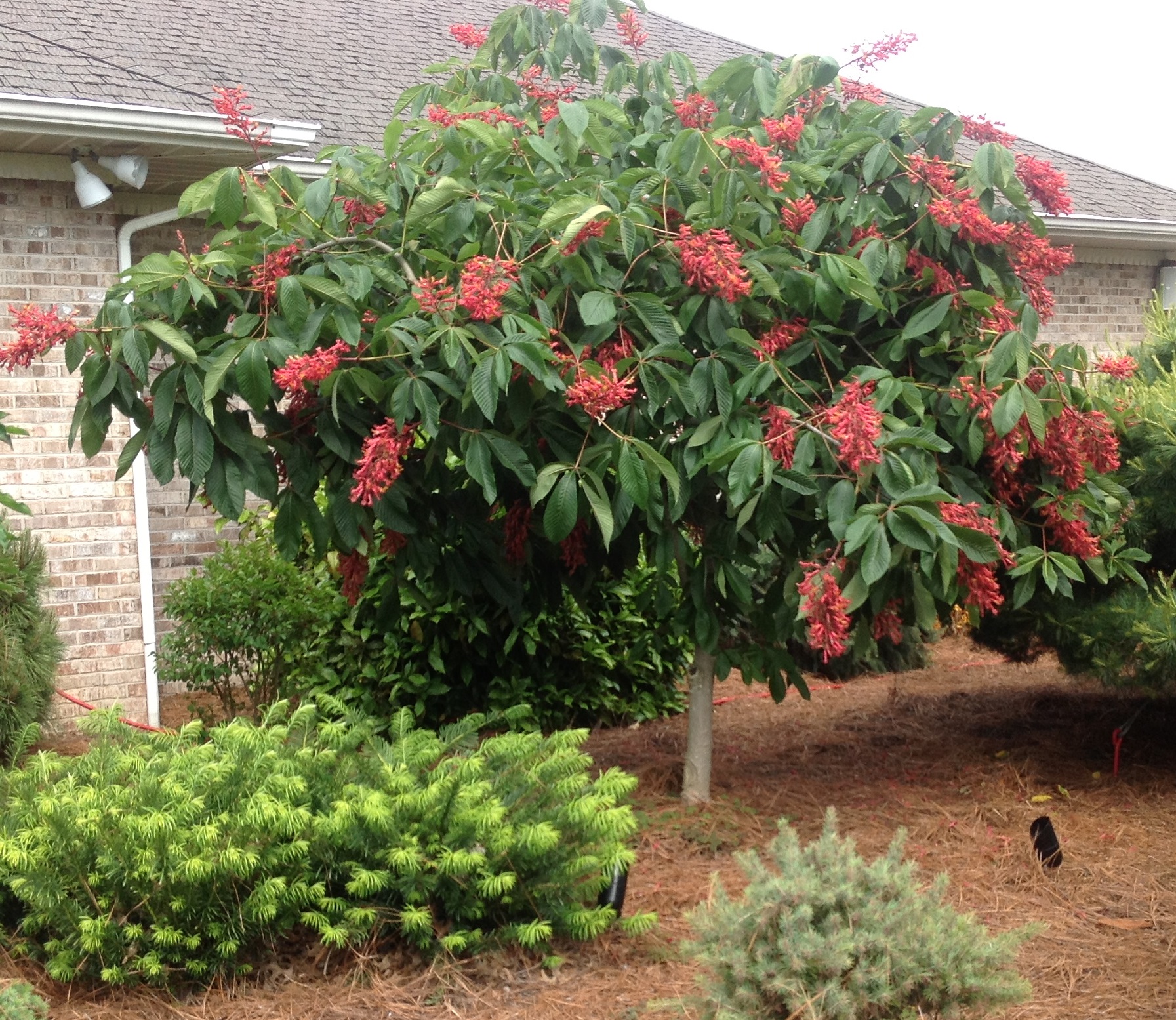 Fort McNair Red Horse Chestnut Monrovia Fort McNair Red Horse Chestnut