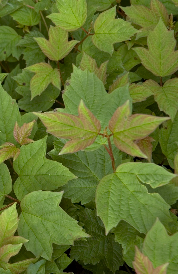 Dwarf Cranberry Bush Monrovia Dwarf Cranberry Bush