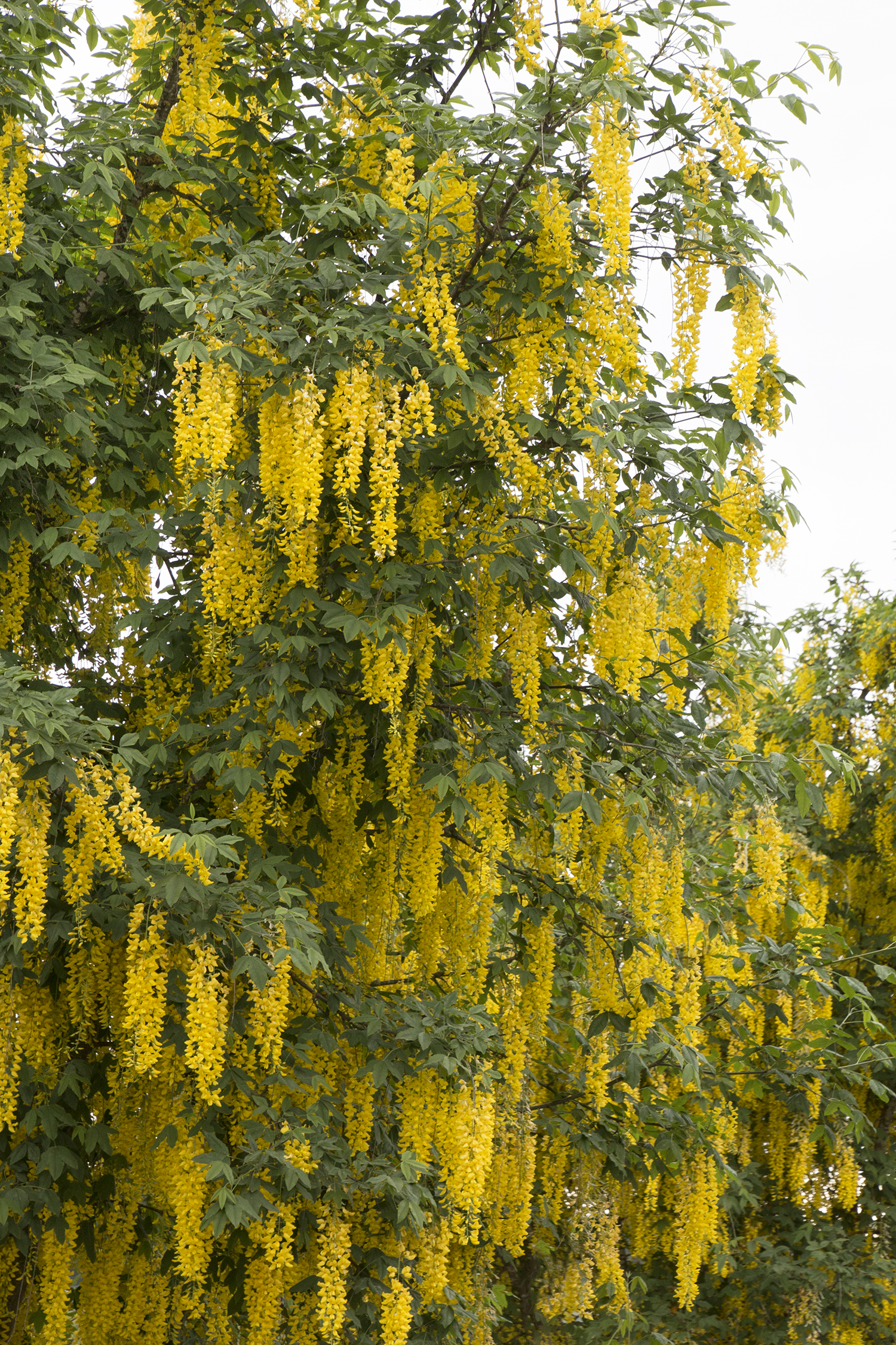 Vossi Golden Chain Tree Monrovia Vossi Golden Chain Tree