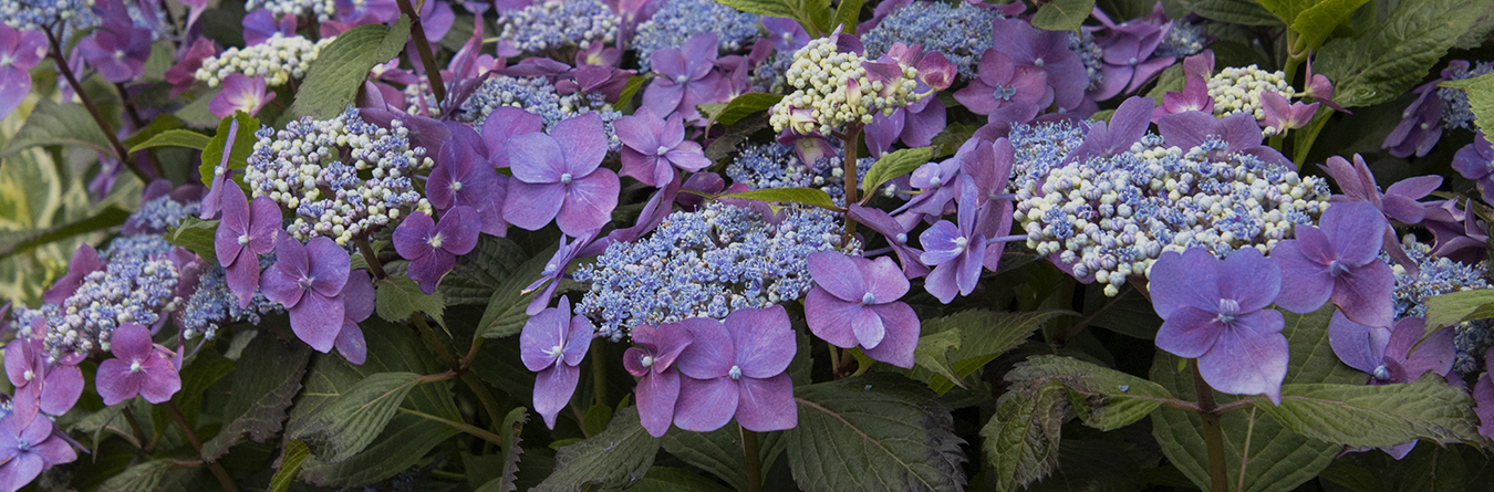 Monrovia Nursery Plant Catalog TheNurseries
