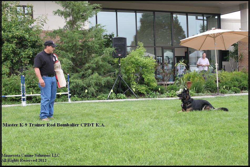 Minnesota Service Dog Trainer Training Minnesota Canine Solutions