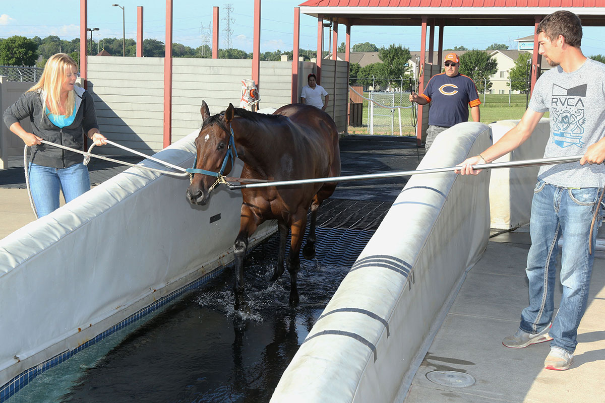 Equine Swimming Pool Minnesota HBPA