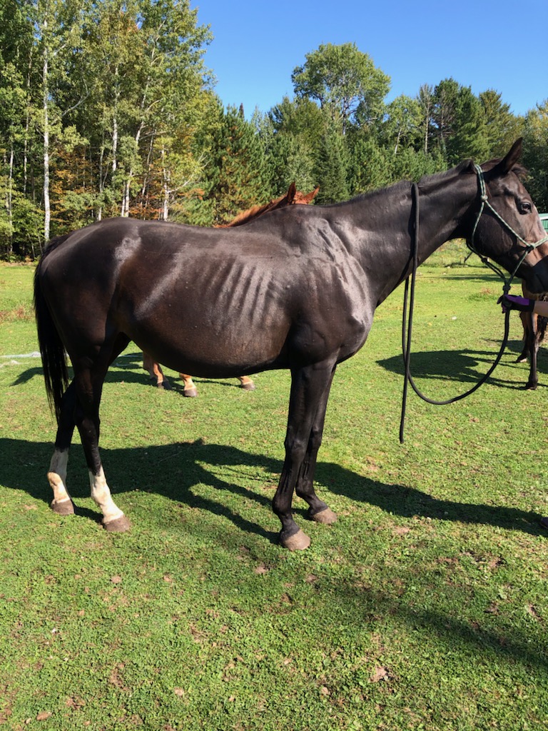 Sable 2021 Minnesota Hooved Animal Rescue Foundation