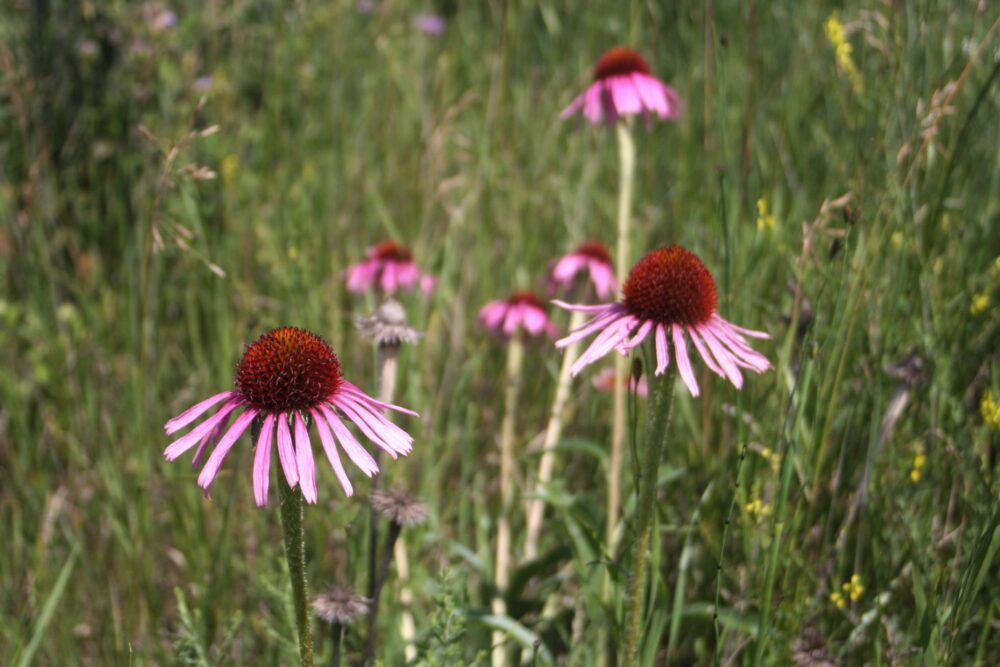 Narrowleaved Coneflower (Echinacea angustifolia) MNL Heal the Earth