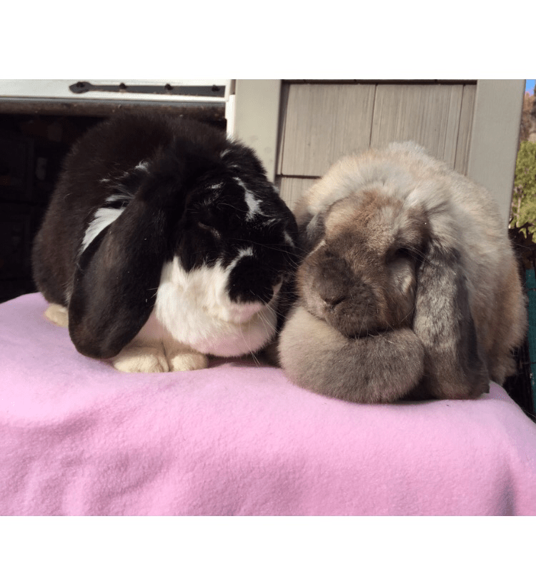 French Lops MNL Rabbitry