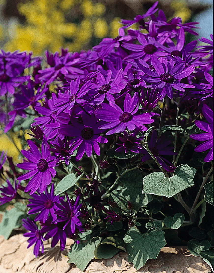 Flower Plant Care Best Flower Site