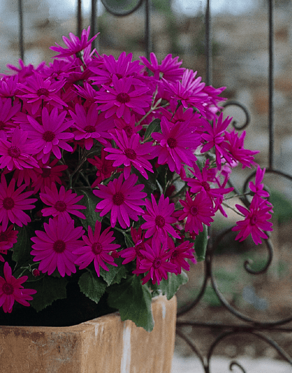Flower Plant Care Best Flower Site