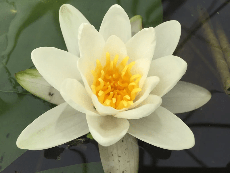 How to care for water lilies Twin Cities, Minneapolis, St Paul