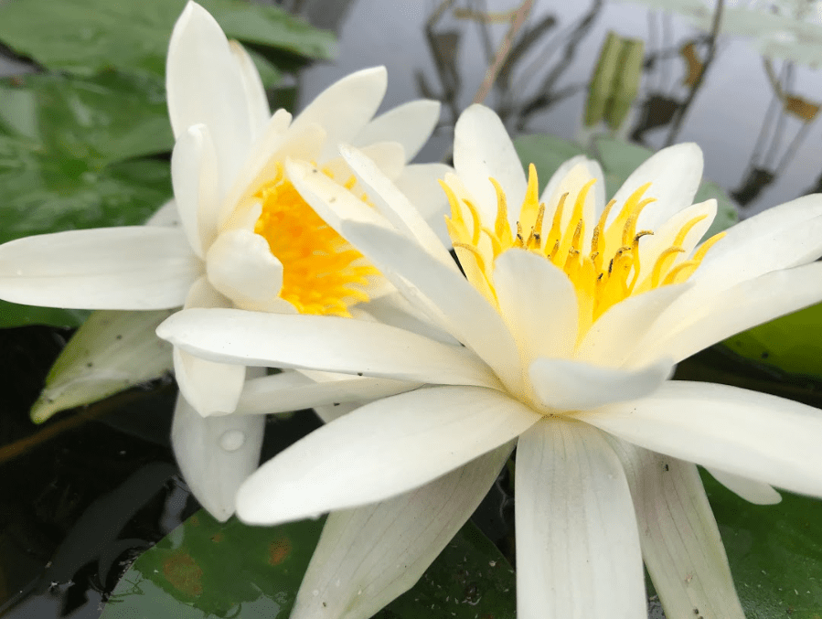 How to care for water lilies Twin Cities, Minneapolis, St Paul