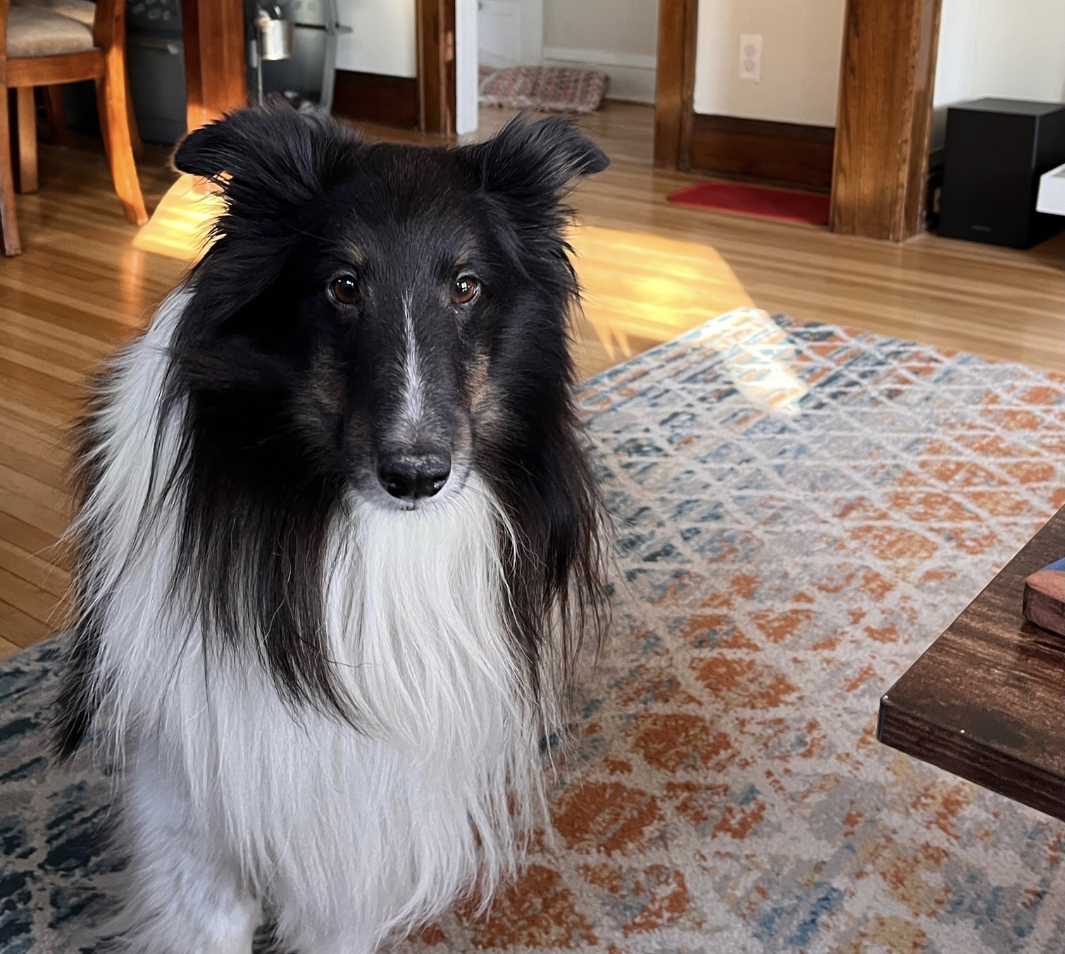 Rorie Minnesota Sheltie Rescue