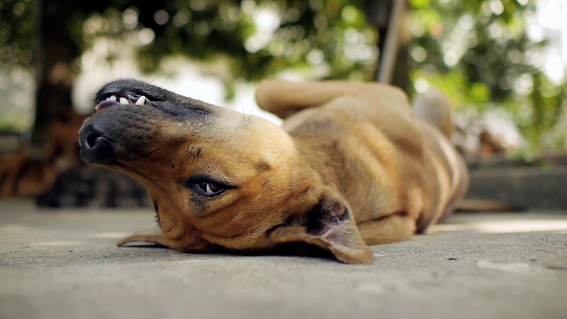 dog LowCost Spay/Neuter in MN