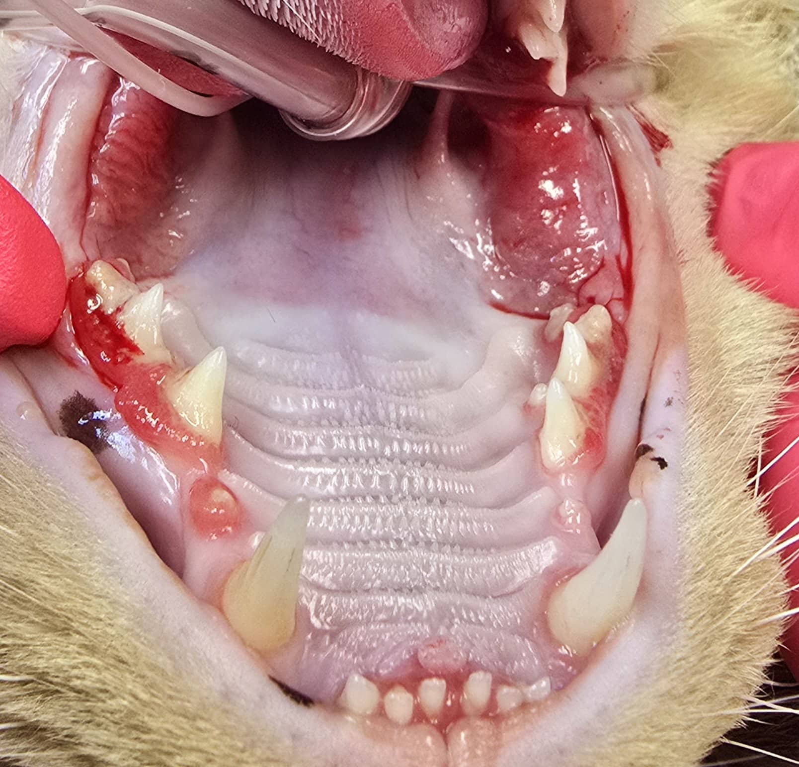 Feline Dental Disease Minnesota Veterinary Dental Specialists