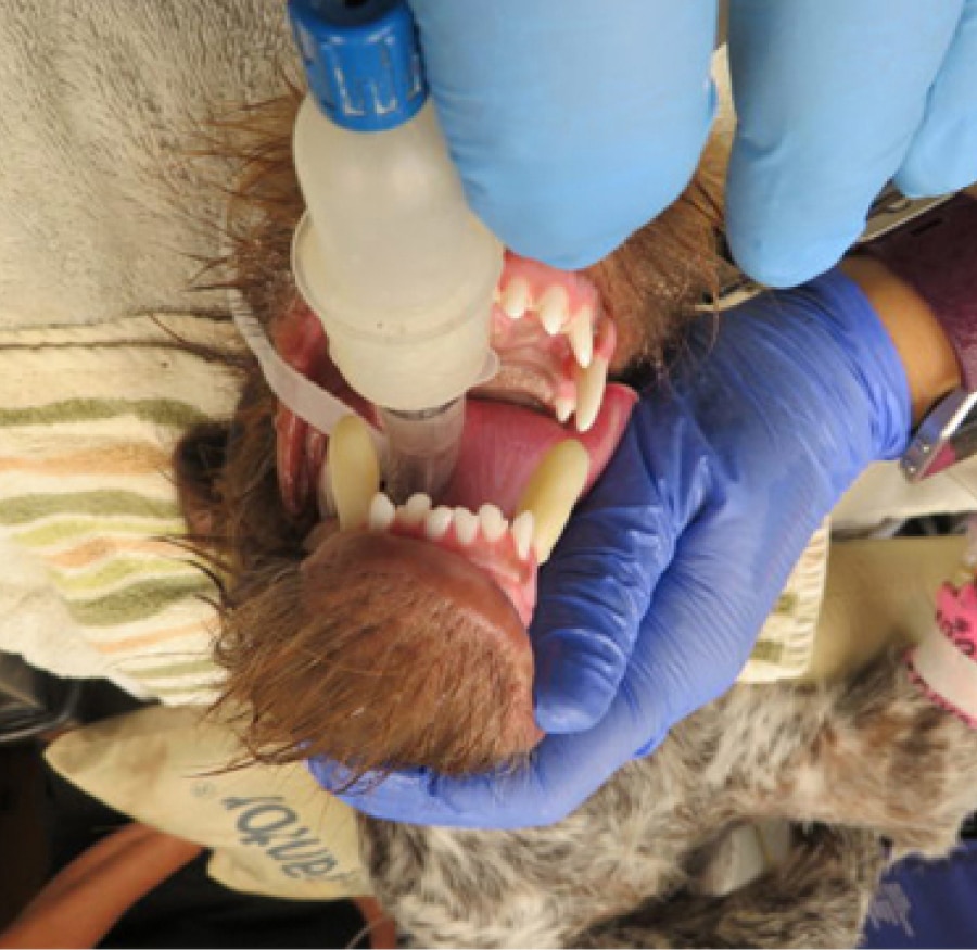 Orthodontics Minnesota Veterinary Dental Specialists
